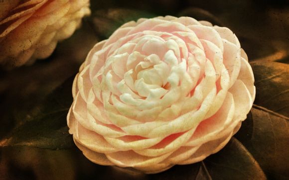 元气偶像季老番茄