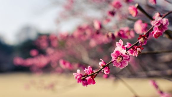 燕子飞得什么填空