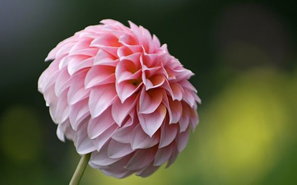 芒果放哪里好吃