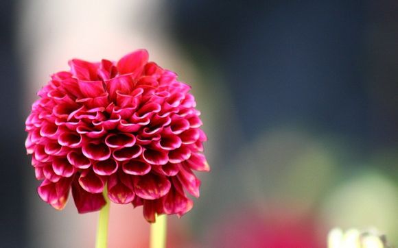 春节宝珠有期限吗
