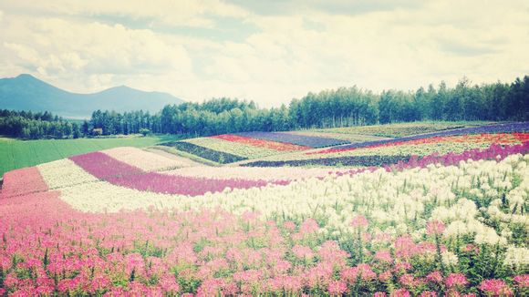 芒果vip怎么激活